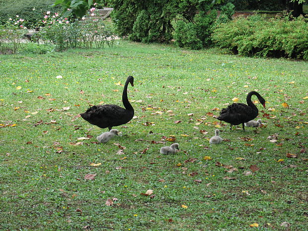 labuť čierna (Cygnus atratus)