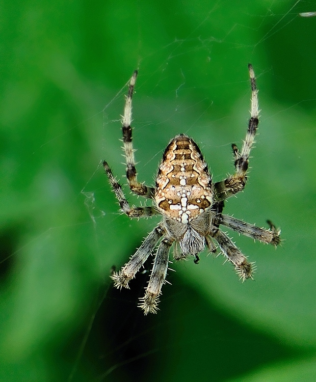 križiak obyčajný Araneus diadematus