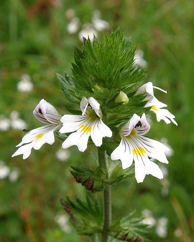 očianka rostkovova Euphrasia rostkoviana Hayne