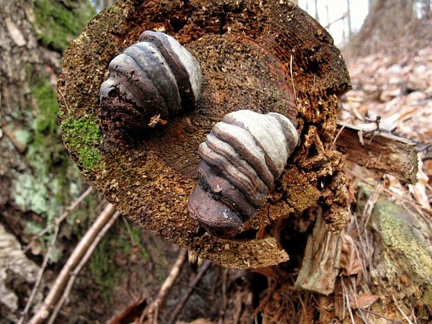 práchnovček ??? Fomitopsis sp.