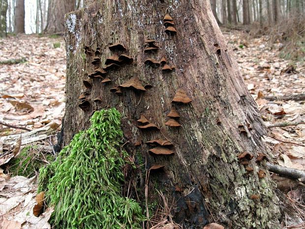 kožnačka hrdzavohnedá Hymenochaete rubiginosa (Dicks.) Lév.