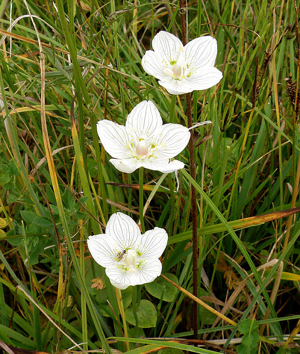 bielokvet močiarny Parnassia palustris L.