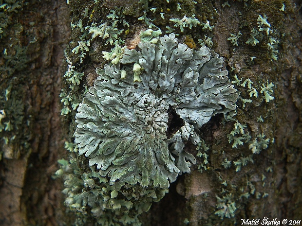 fyskónia  Physconia cf.distorta (With.) J. R. Laundon