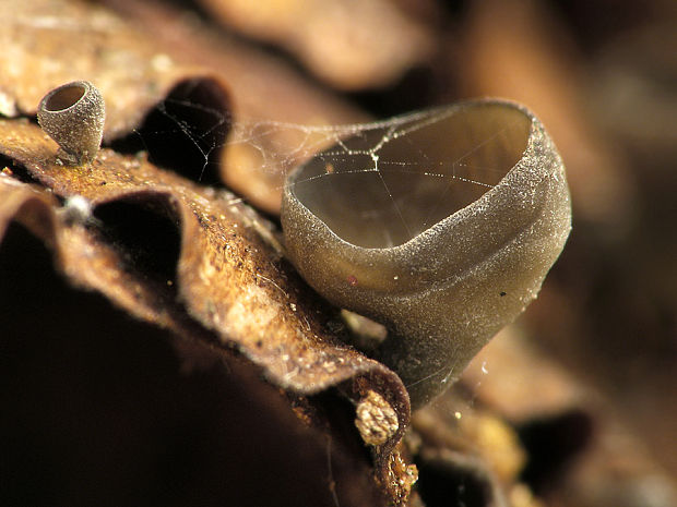 jahňadka smreková Rutstroemia bulgarioides (P. Karst.) P. Karst.