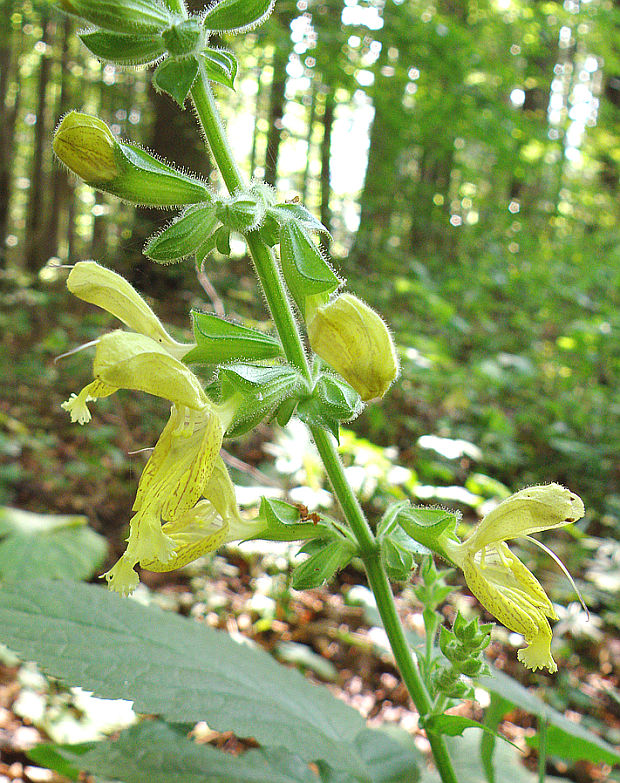 šalvia lepkavá Salvia glutinosa L.