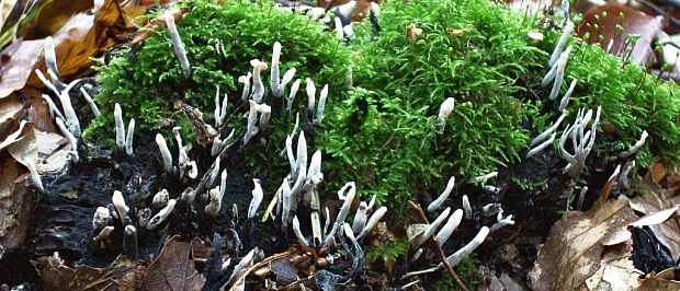 drevnatec parohatý Xylaria hypoxylon (L.) Grev.