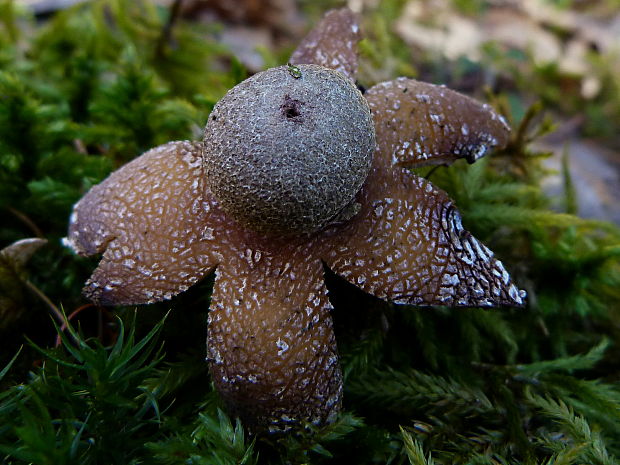 hviezdovec vlahojavný Astraeus hygrometricus (Pers.) Morgan