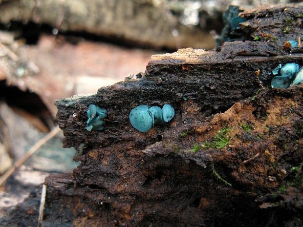 zelenica Chlorociboria sp.