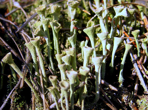 dutohlávka riasnatá Cladonia fimbriata (L.) Fr.