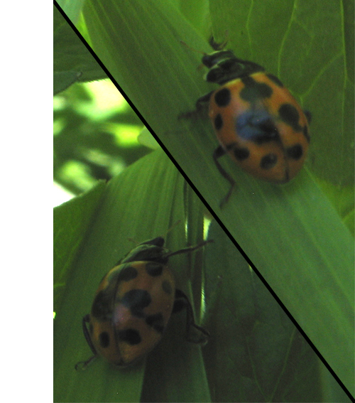 lienka jedenásťbodková Coccinella undecimpunctata