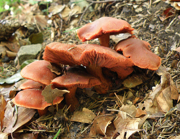 pavučinovec Cortinarius sp.