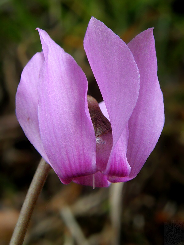 cyklámen fatranský Cyclamen fatrense Halda et Soják