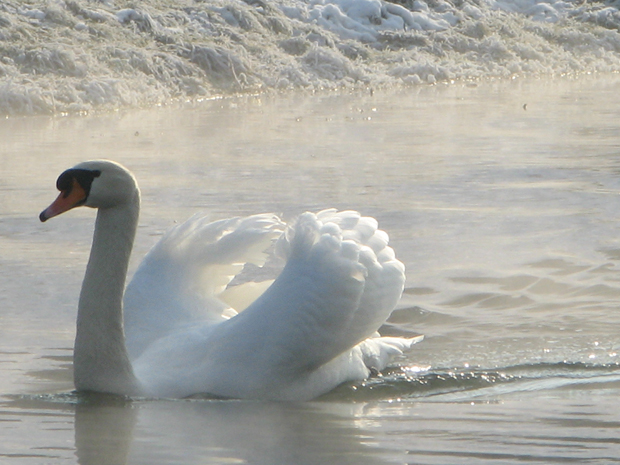 labuť hrbozobá Cygnus olor