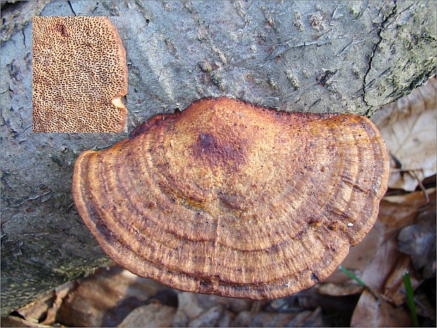 sieťkovček červenkastý Daedaleopsis confragosa (Bolton) J. Schröt.