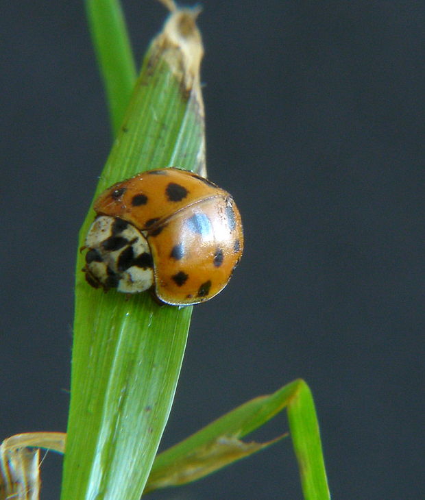 lienka  Harmonia axyridis