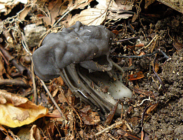 chriapač jamkatý Helvella lacunosa Afzel.