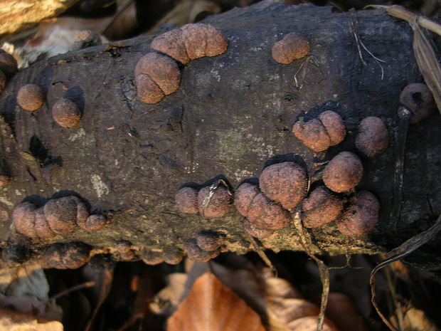 drevovček Hypoxylon sp.