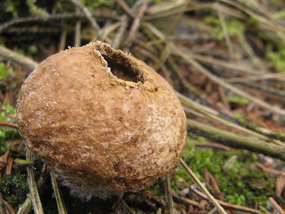 prášnicovité Lycoperdaceae fam.