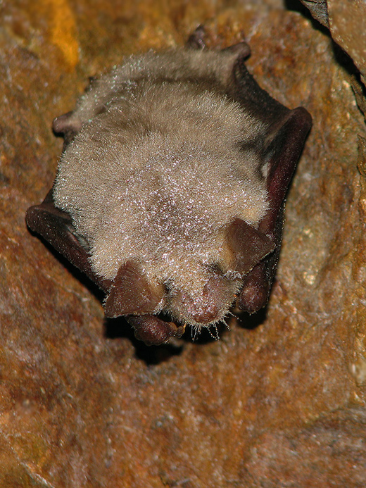 netopier obyčajný Myotis myotis