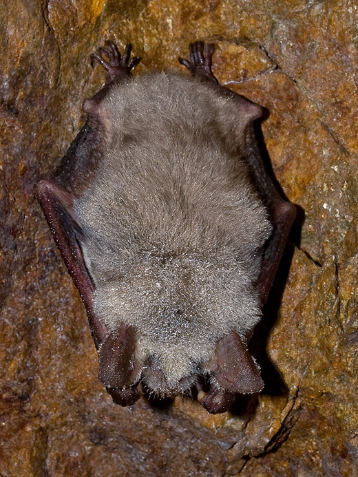 netopier obyčajný Myotis myotis  Borkhausen, 1797