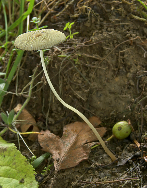 hnojník sivejúci Parasola lactea (A.H. Sm.) Redhead, Vilgalys & Hopple
