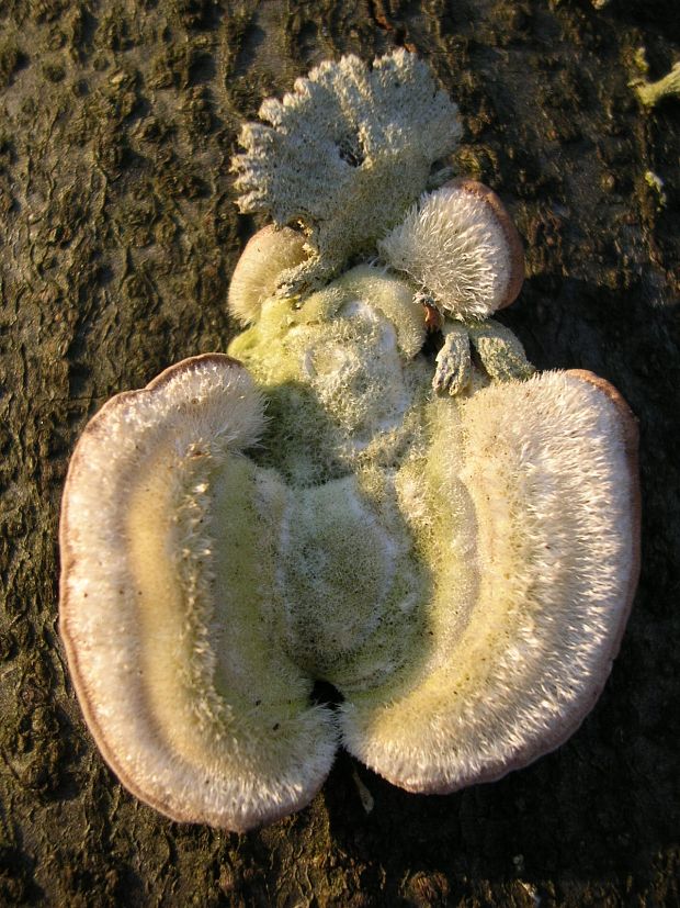 trúdnikovec chlpatý Trametes hirsuta (Wulfen) Lloyd