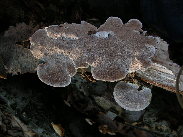 trúdnikovec chlpatý Trametes hirsuta (Wulfen) Lloyd