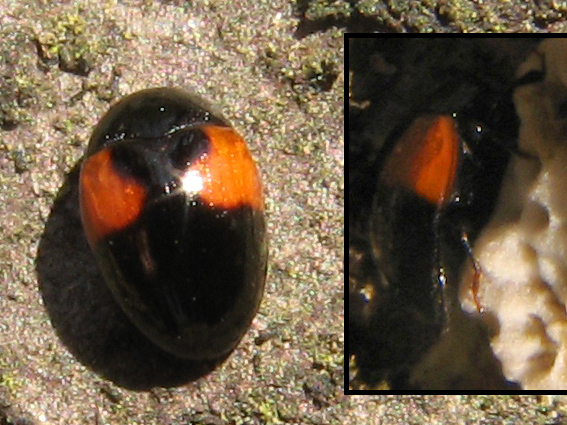 tritoma Tritoma bipustulata