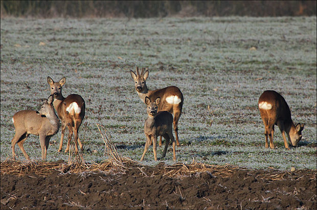 srnec hôrny Capreolus capreolus  Linnaeus, 1758