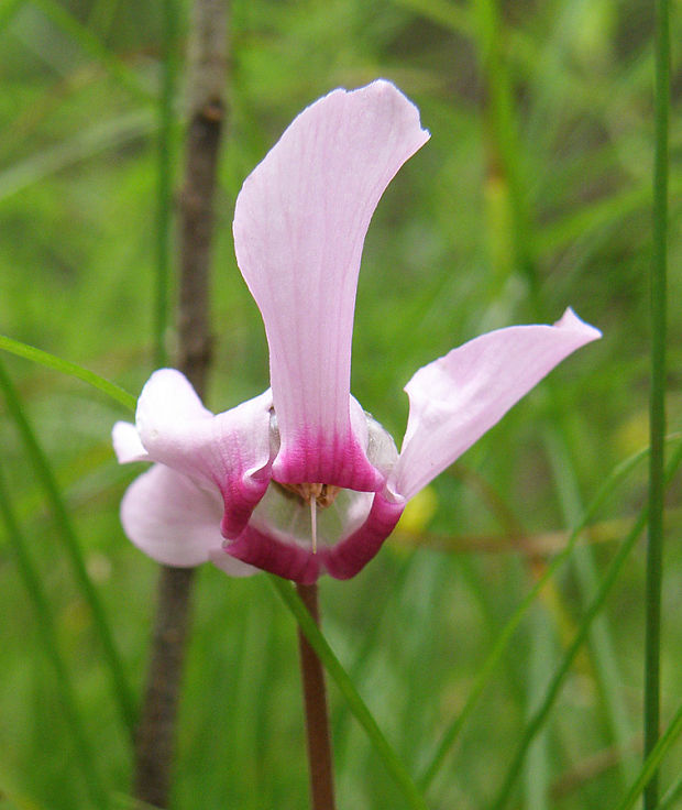 cyklámen fatranský Cyclamen fatrense Halda et Soják