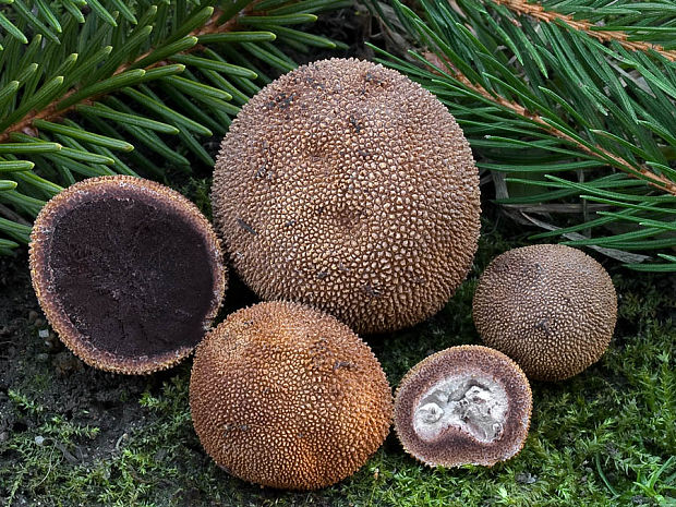 srnka ježatá Elaphomyces muricatus Fr.