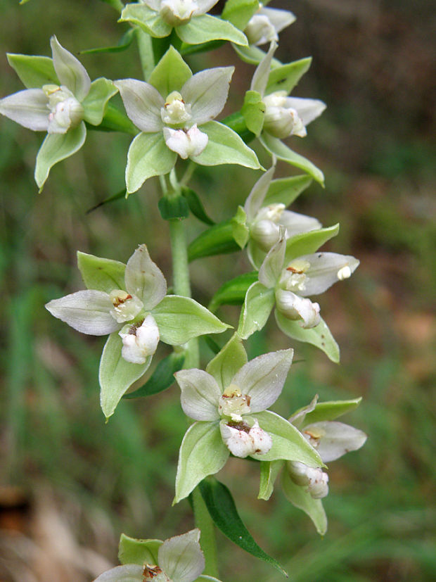 kruštík širokolistý pravý Epipactis helleborine subsp. helleborine (L.) Crantz