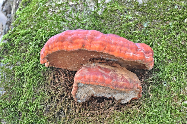 lesklokôrovka obyčajná Ganoderma lucidum (Curtis) P. Karst.