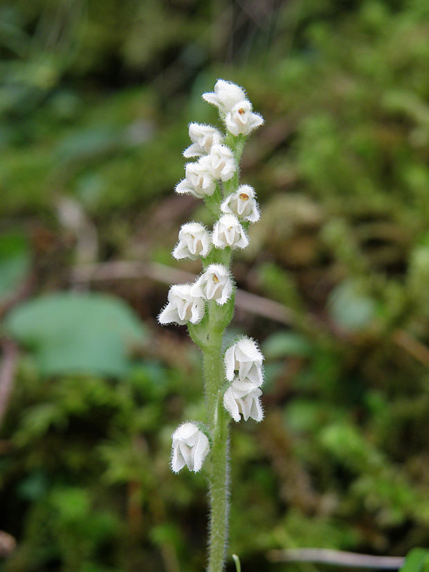 smrečinovec plazivý Goodyera repens (L.) R. Br.