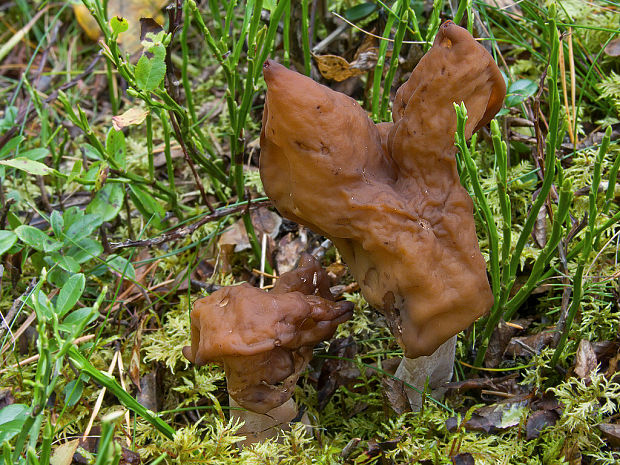 ušiak mitrovitý Gyromitra infula (Schaeff.) Quél.