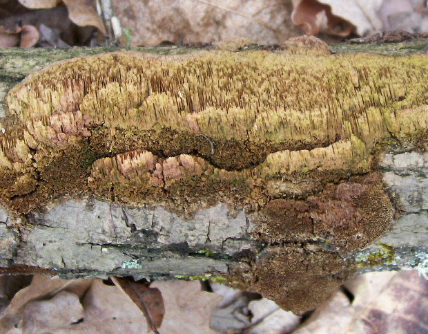 ihlohubka zlatožltá ? Mycoacia aurea (Fr.) J. Erikss. & Ryvarden