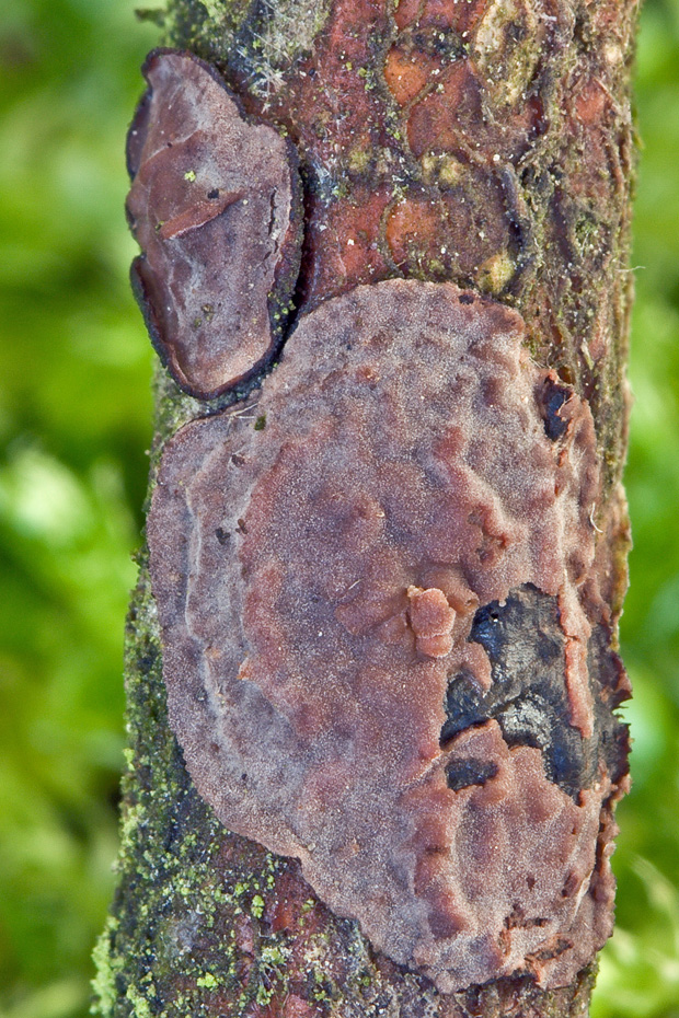 kornatka dubová Peniophora quercina (Pers.) Cooke