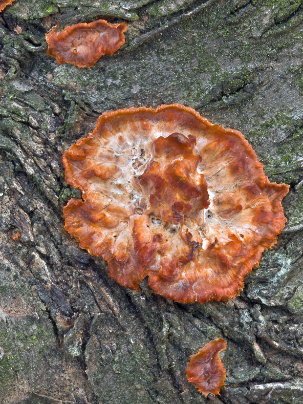 žilnačka oranžová Phlebia radiata Fr.