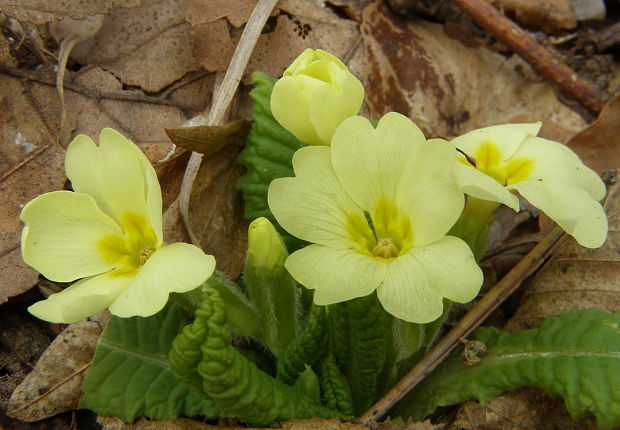 prvosienka bezbyľová Primula acaulis (L.) L.