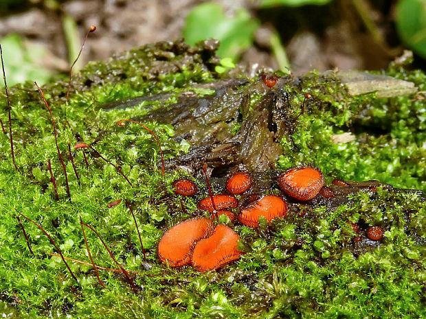 štítovnička obyčajná Scutellinia scutellata (L.) Lambotte