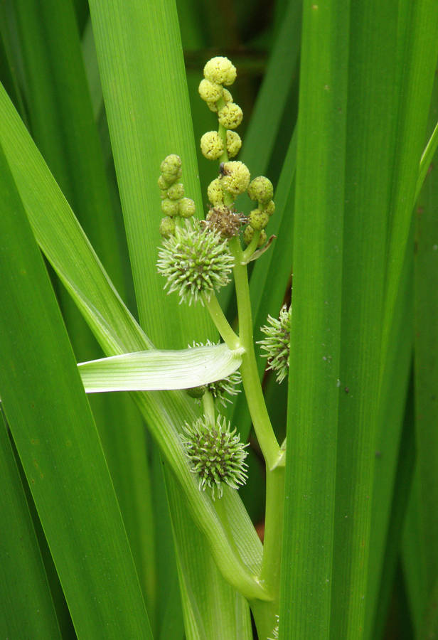 ježohlav vzpriamený Sparganium erectum L.