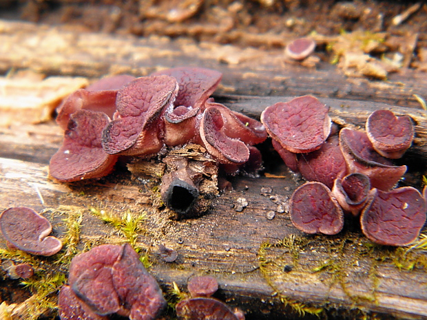 vrtidlovka veľkovýtrusná Ascocoryne cylichnium (Tul.) Korf