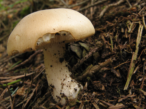 čírovnica májová Calocybe gambosa (Fr.) Donk