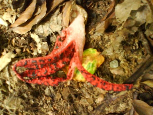 mrežovka kvetovitá Clathrus archeri (Berk.) Dring