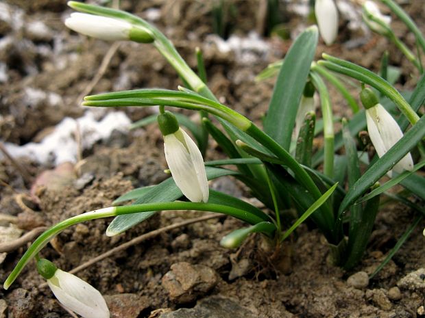 snežienka jarná Galanthus nivalis L.