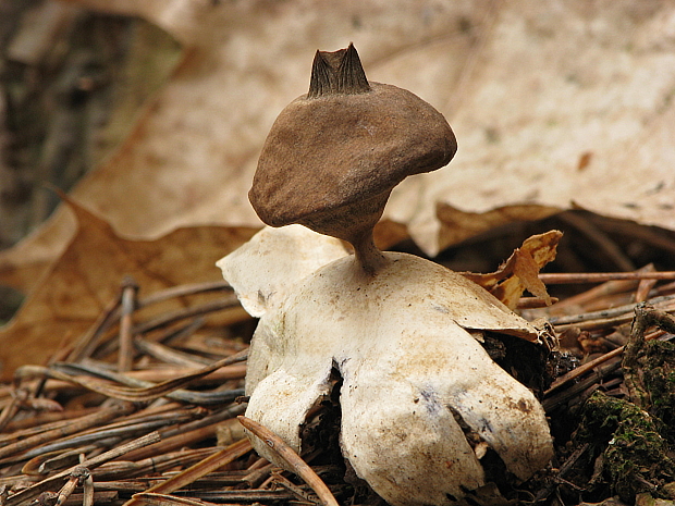 hviezdovka dlhokrčková Geastrum pectinatum Pers.