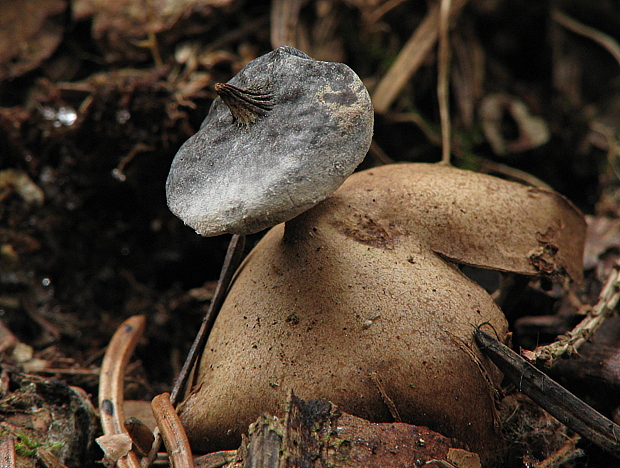 hviezdovka golierikovitá Geastrum striatum DC.