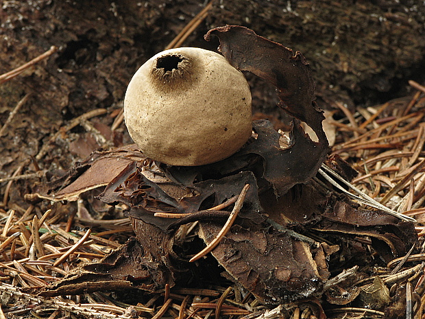 hviezdovka trojitá Geastrum triplex Jungh.