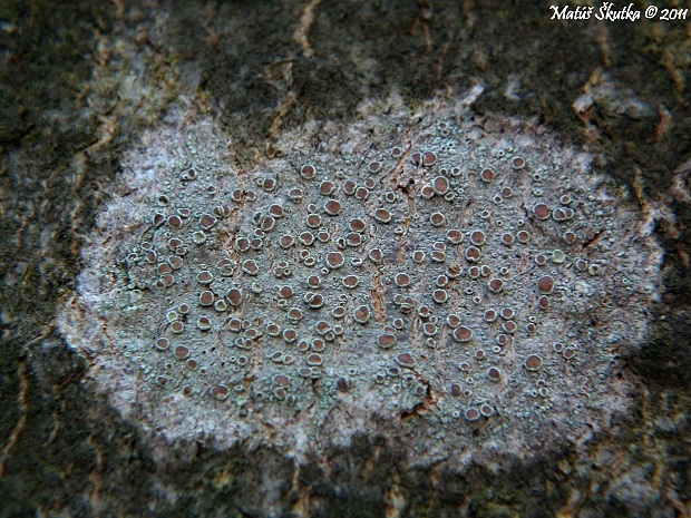 lekanora  Lecanora  cf.varia (Hoffm.) Ach.