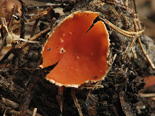 ohnivec šarlátový Sarcoscypha coccinea (Gray) Boud.